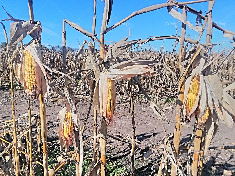 corn on stock in field