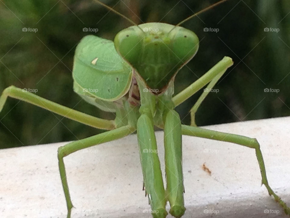 Praying Mantis Smiling 
