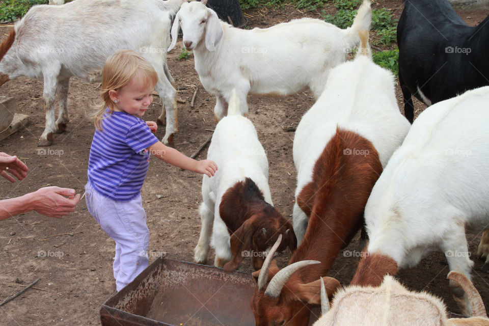 Little girl attempting to pet a goat