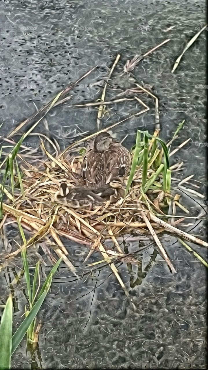nesting on waterfront