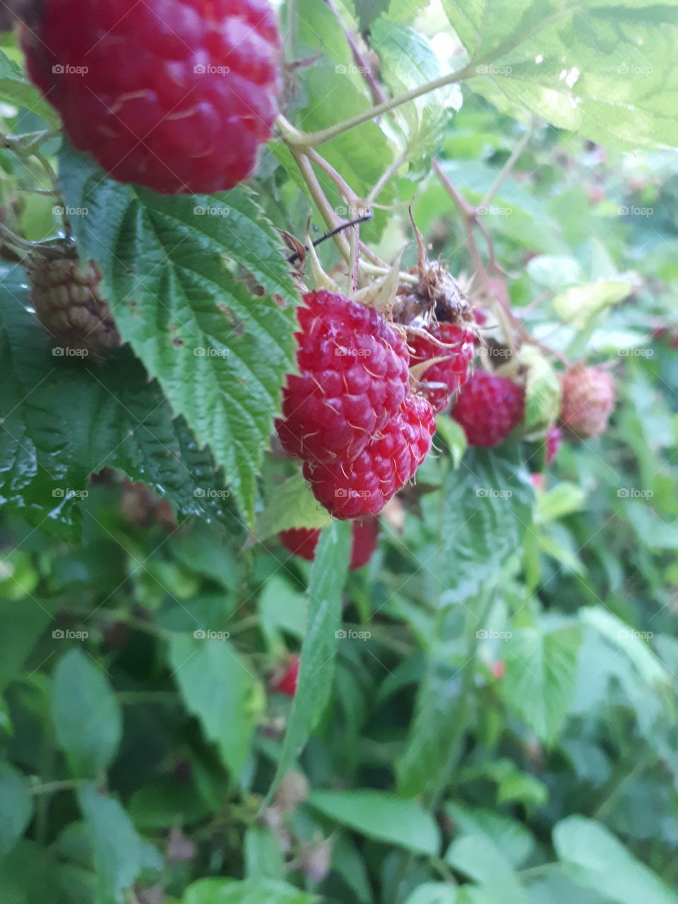 The moon is June. It is a picking of raspberry time. Full naturally grown raspberry.
