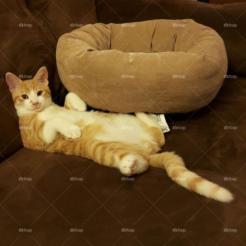 Let's get crazy!. My kitten trying to sleep the way I do :)