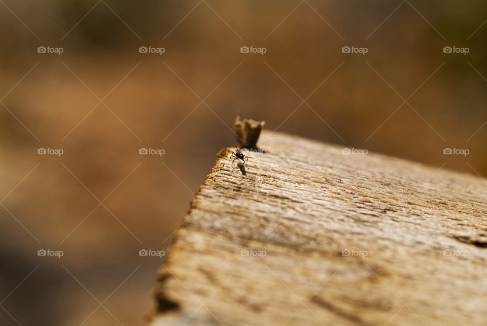 A mosquito travels the terrain of a wood log.