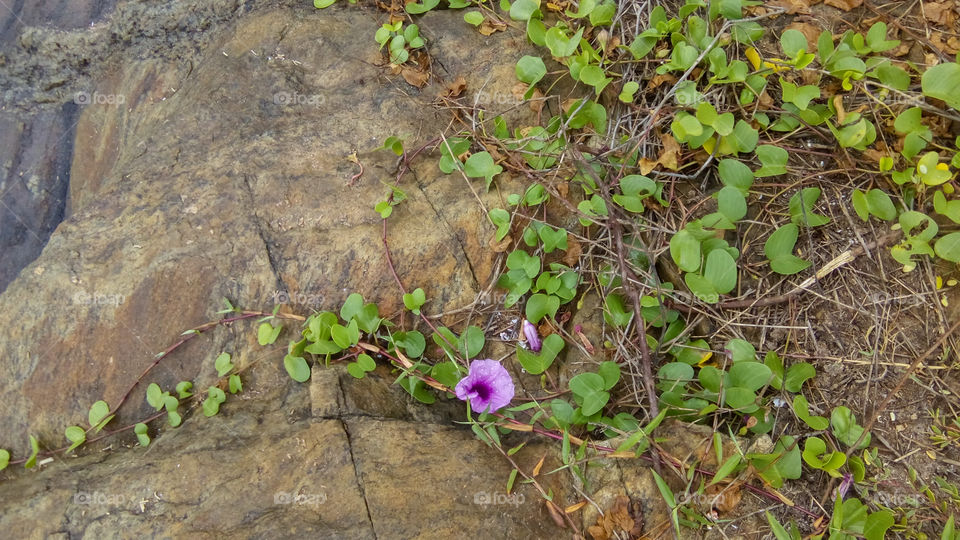 Purple tropical flowers at the rock