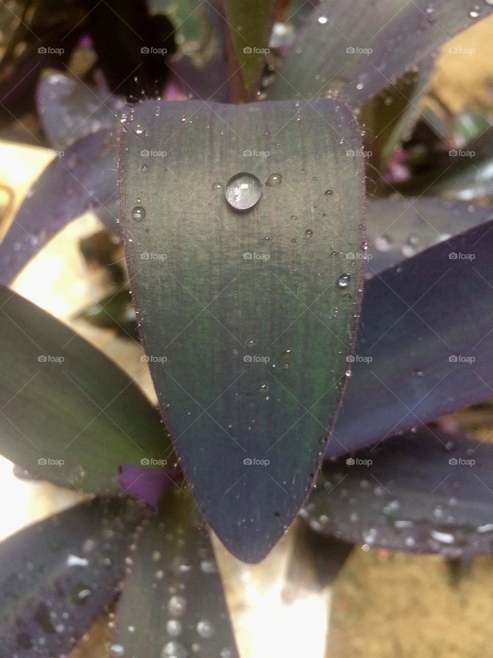 Drops on leafs