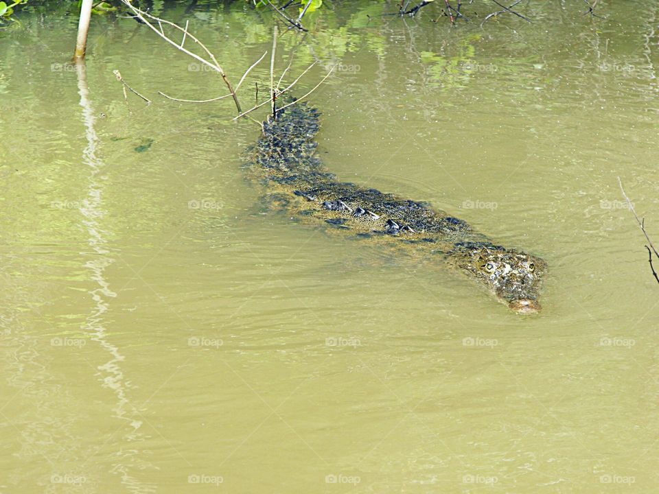 will work for chickens