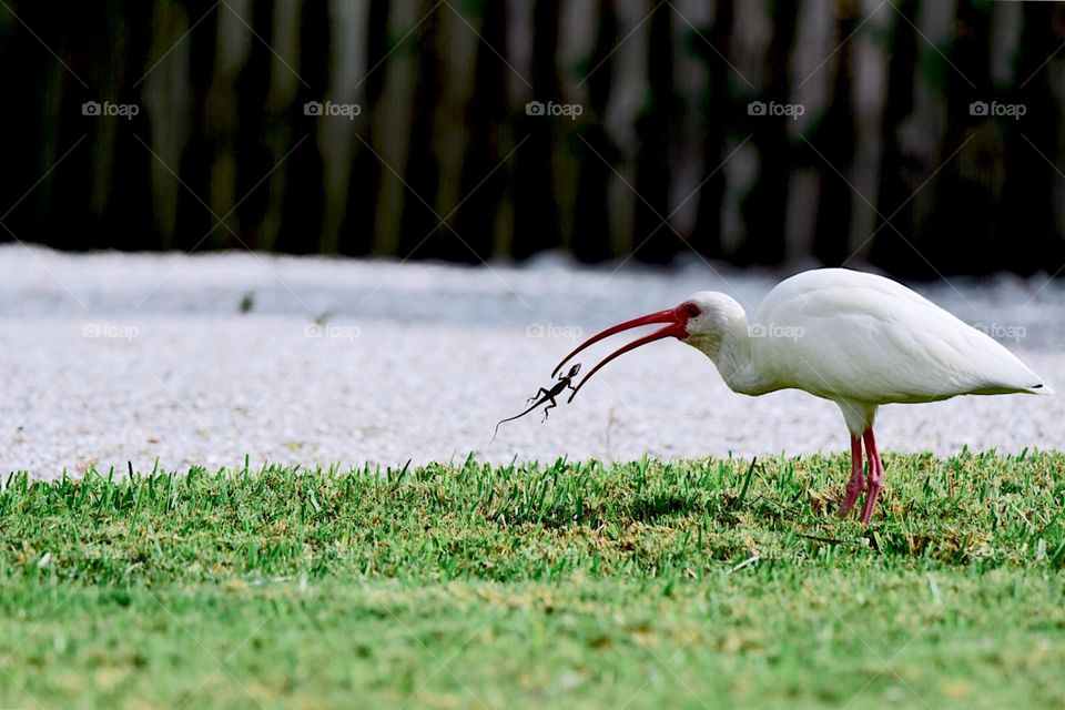 American White Ibis and dinner!