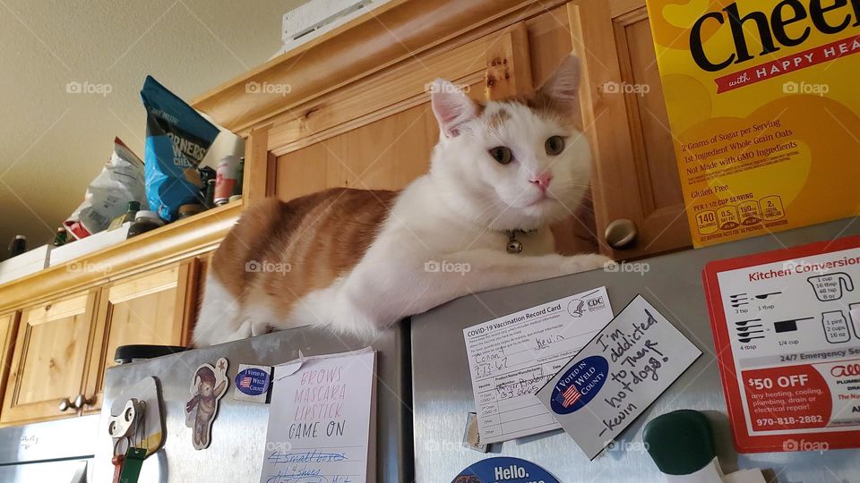 orange and cream kitty Bee on fridge