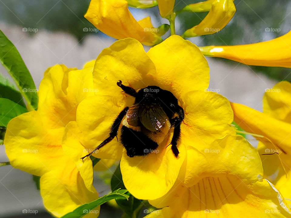 Colors of 2021 found in nature!  Black and yellow bumble bee feeding on yellow Esperanza flowers with gray in the background.