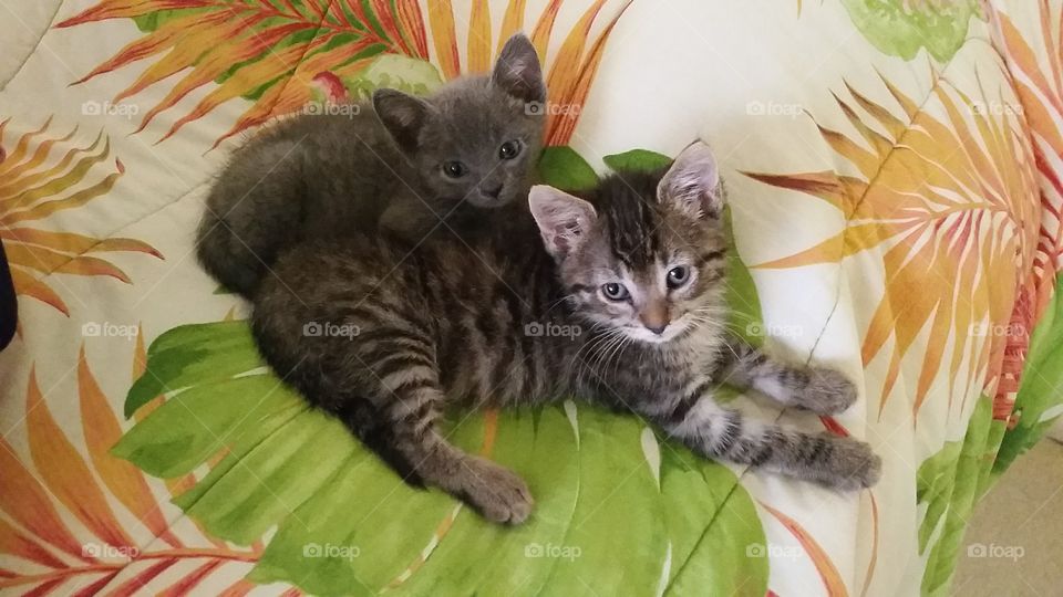 A brown tabby kitten and a gray kitten cuddling