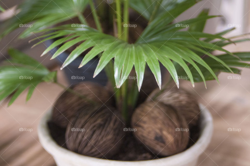 Close-up of palm tree