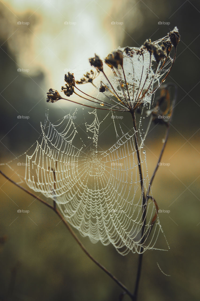 Spiderweb in misty morning 