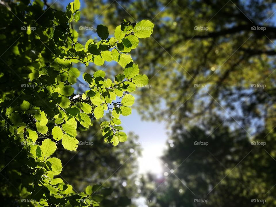 Backlit on green leaves at spring