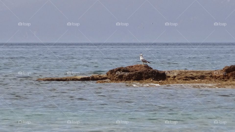 Gull on rock. Gull on rock