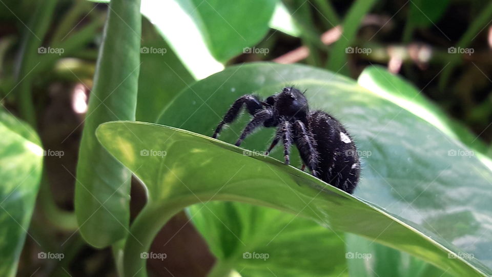 Harriette the Spider