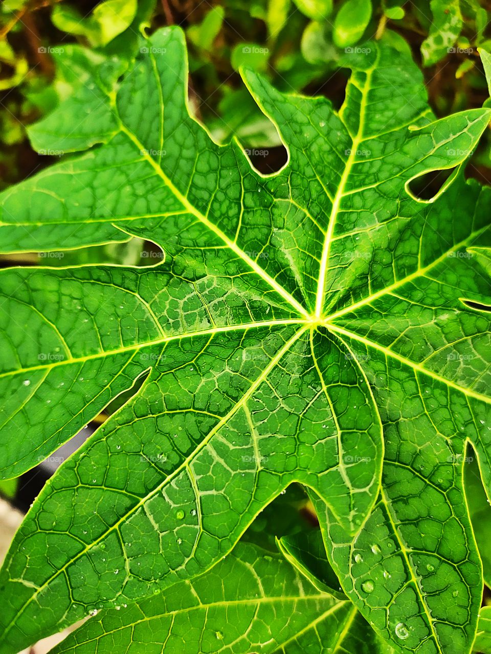 Natural Geometry
Water drops like perls💦
Leaf of Papaya
👁️📷