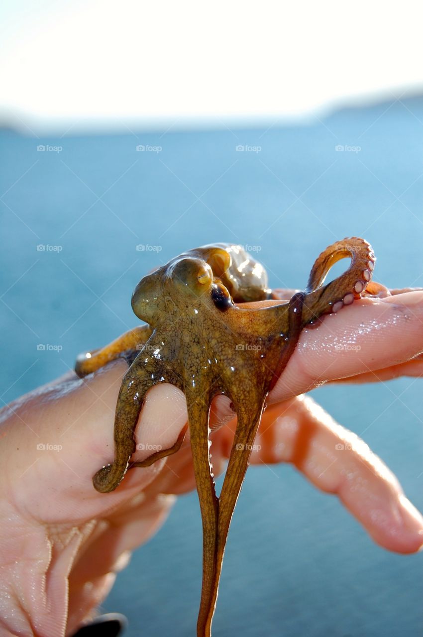 Baby octopus 