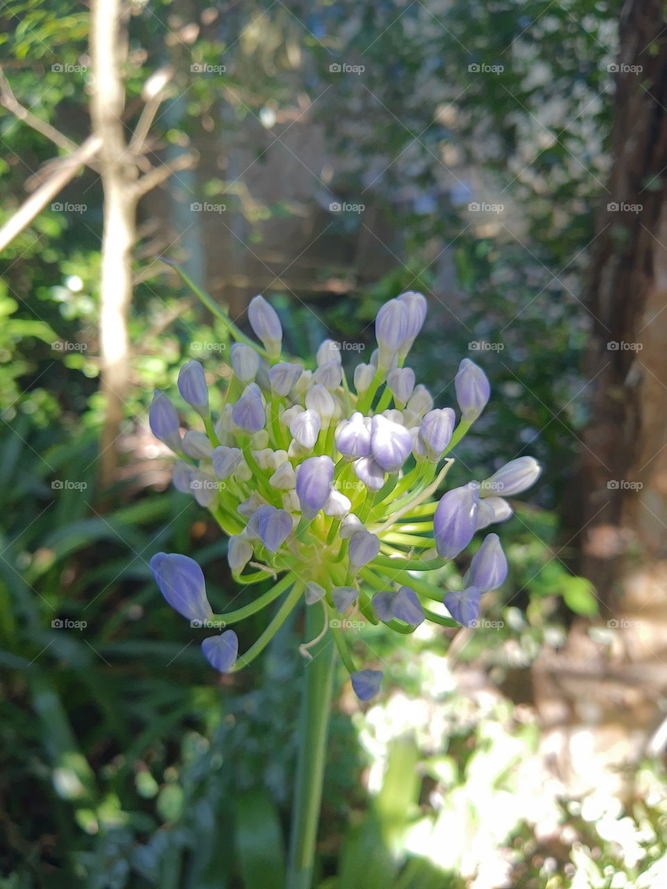 lilac agapanthus blooming