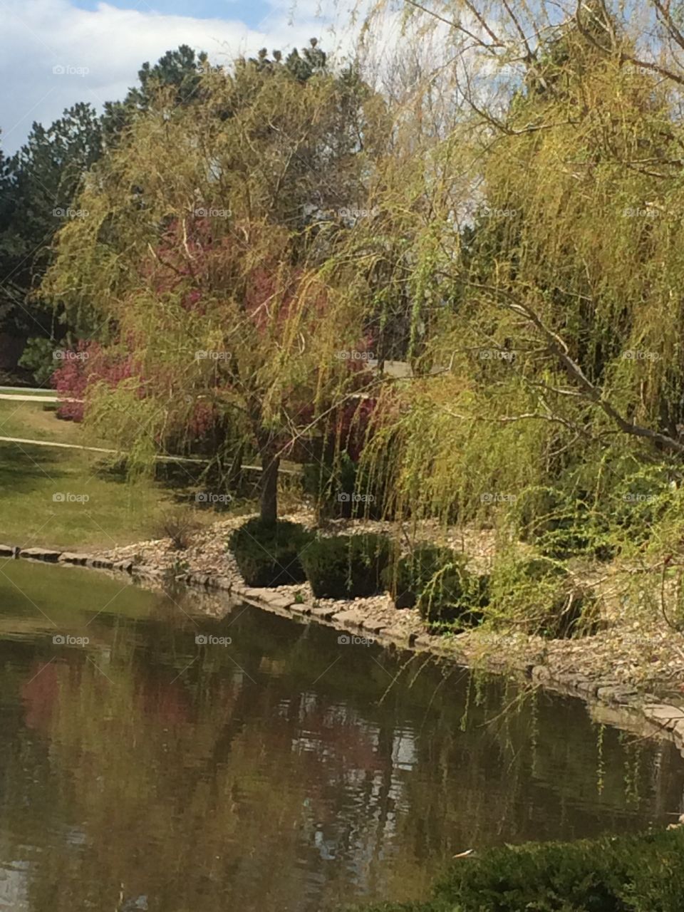 Weeping willow in park by a lake