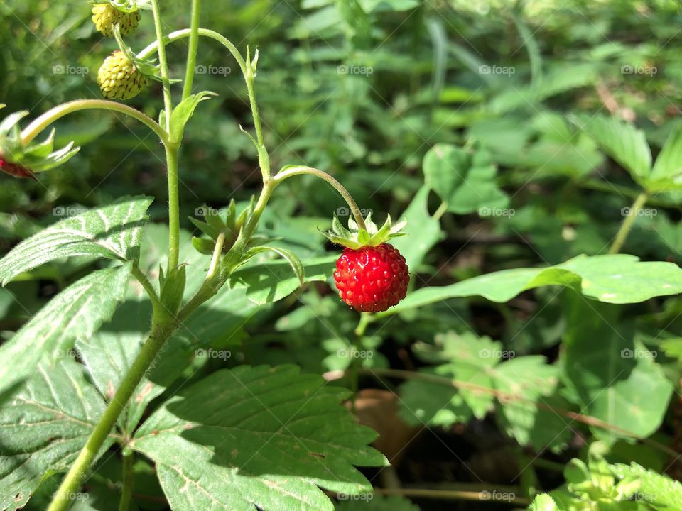 Wild strawberries in the garden starting to ripe