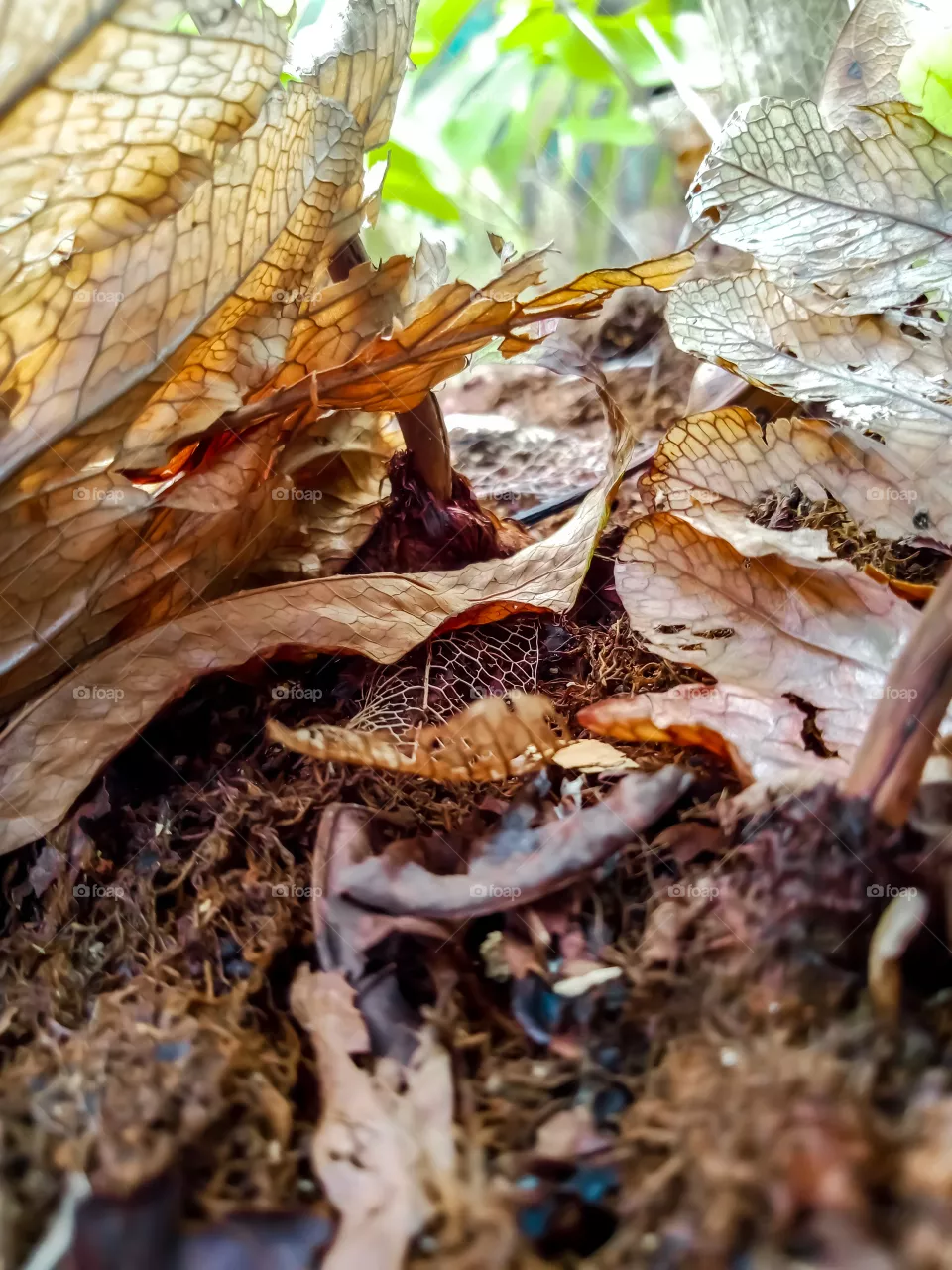the best dry leaves picture i taken.