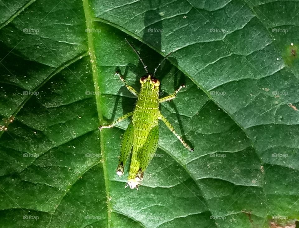 Grasshopper  on leaf