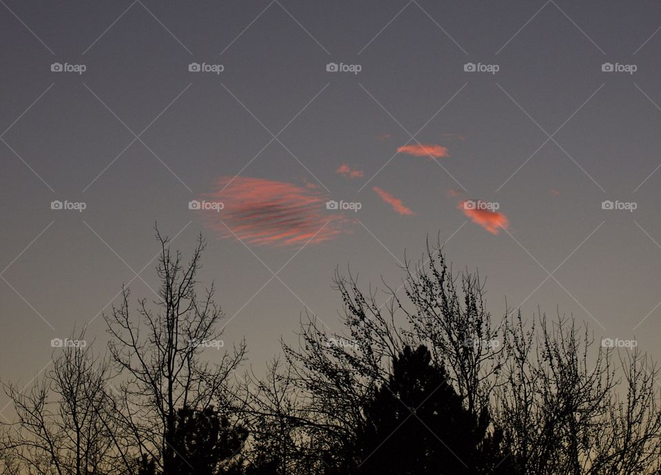 A lone cloud framed with bare trees lit up in a clear sky on a winter evening in Central Oregon. 