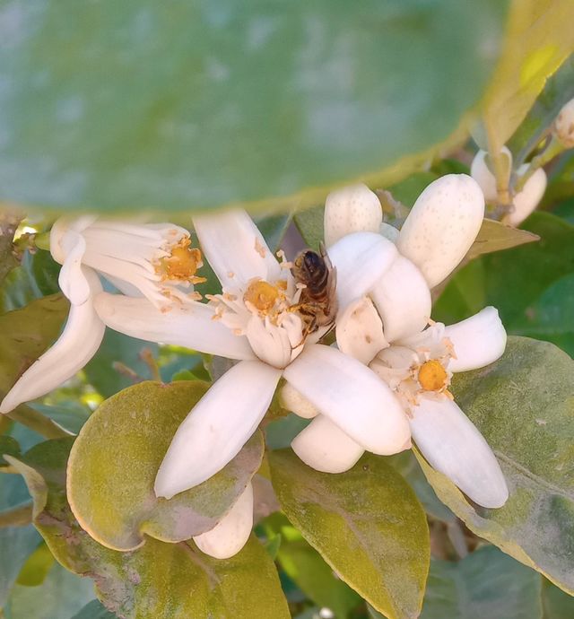 Bee at work