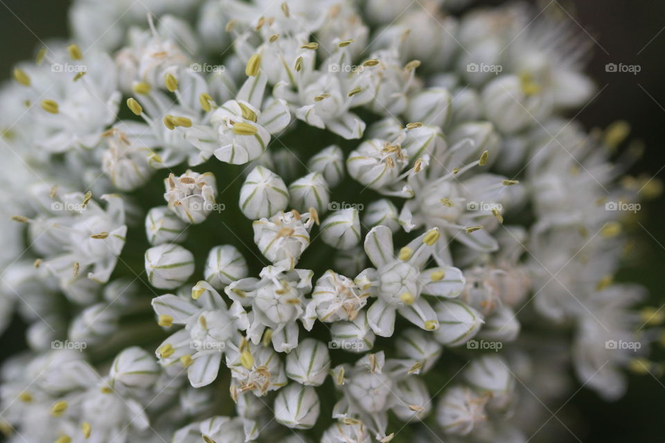 macro of onion flower