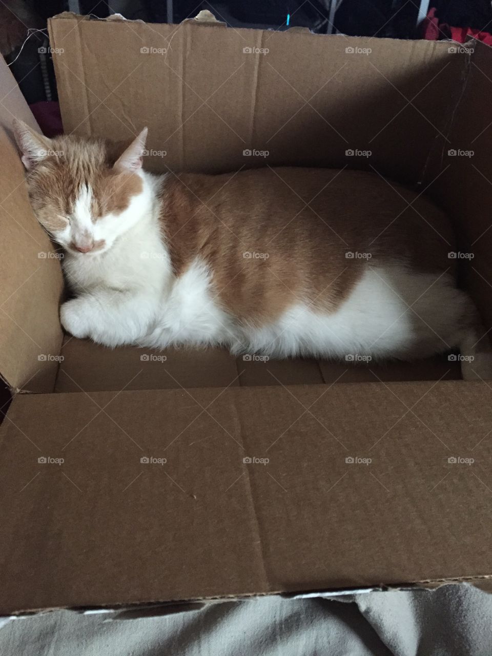 Sleeping cat in box