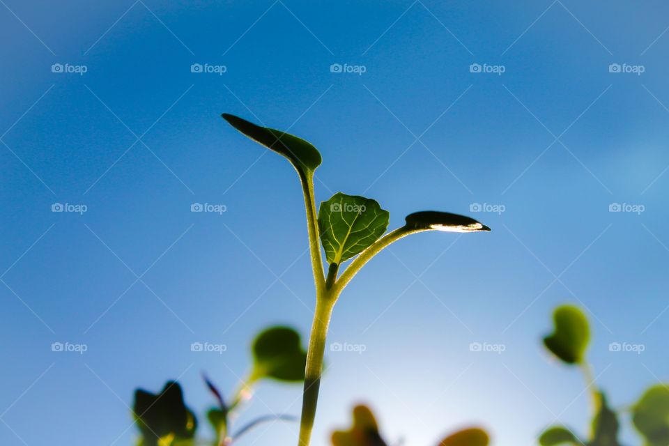 Happy hopeful seedling. Seedling raising it's branches to the sunlight