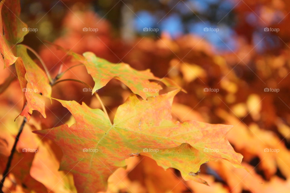 Autumn leaves 
