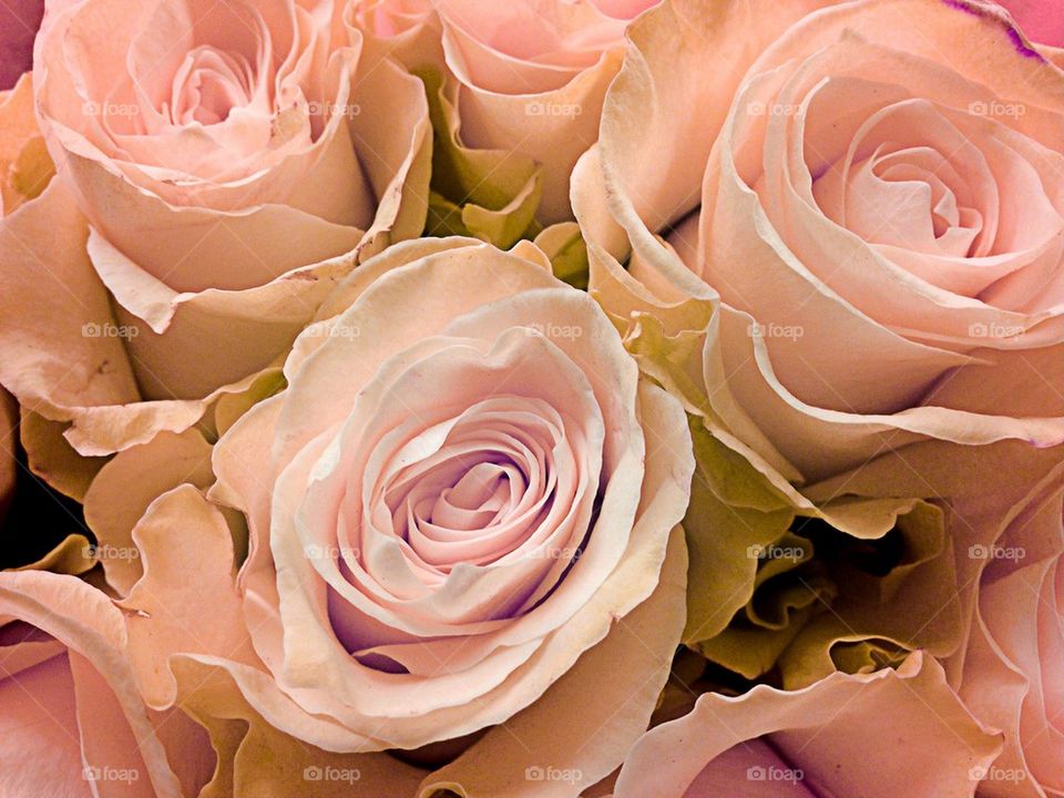 Blush rose bouquet
