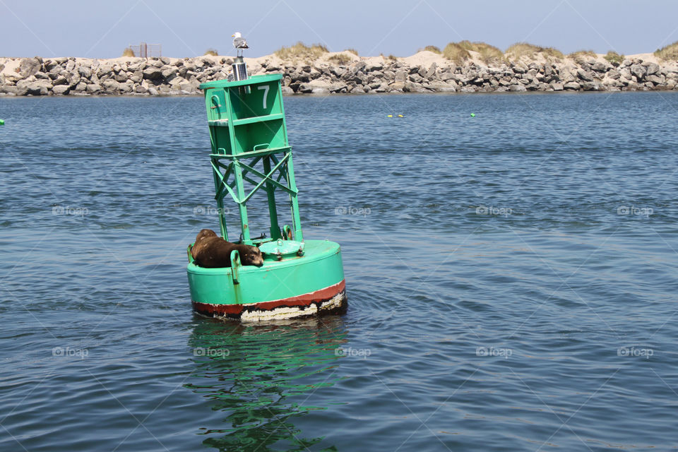 Sea lion on a buoy