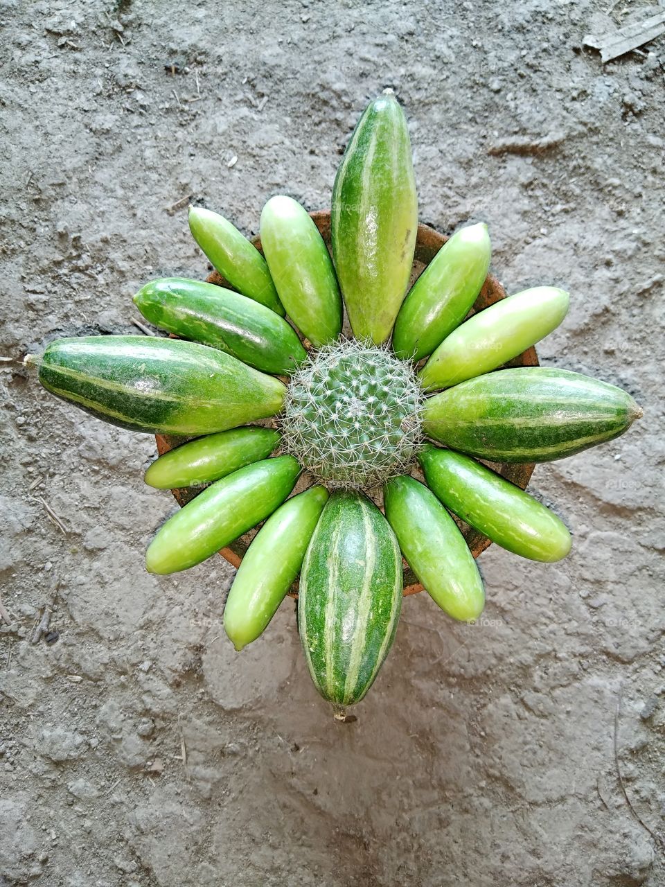 Cactus and vegitables.