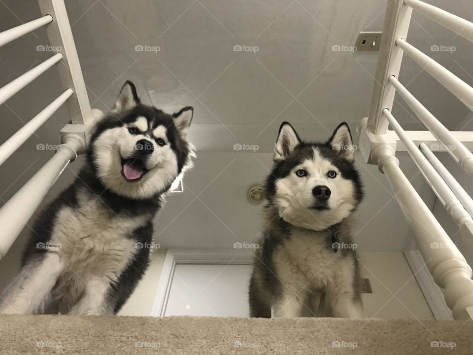 2 adorable huskies looking down a flight of stairs.