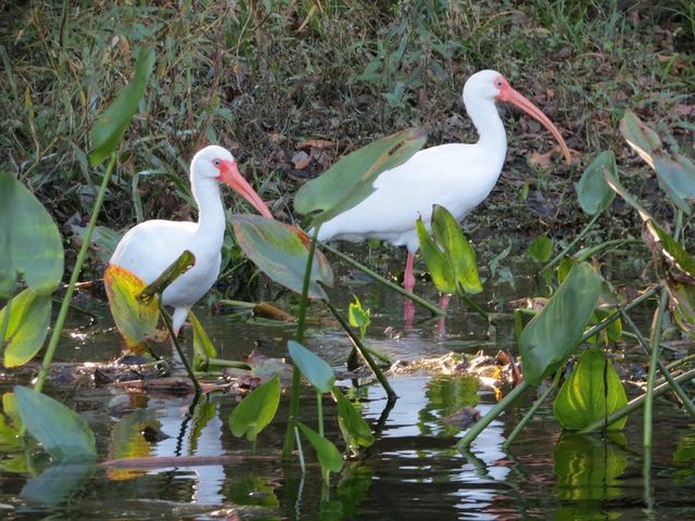 White ibis 