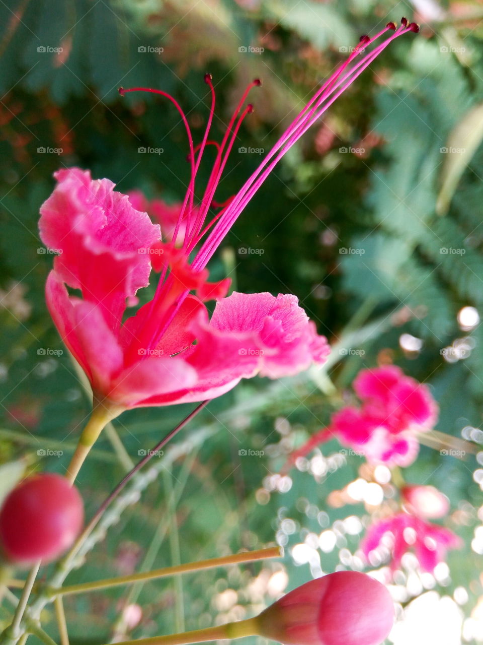 Nature, Flower, Flora, Garden, Summer