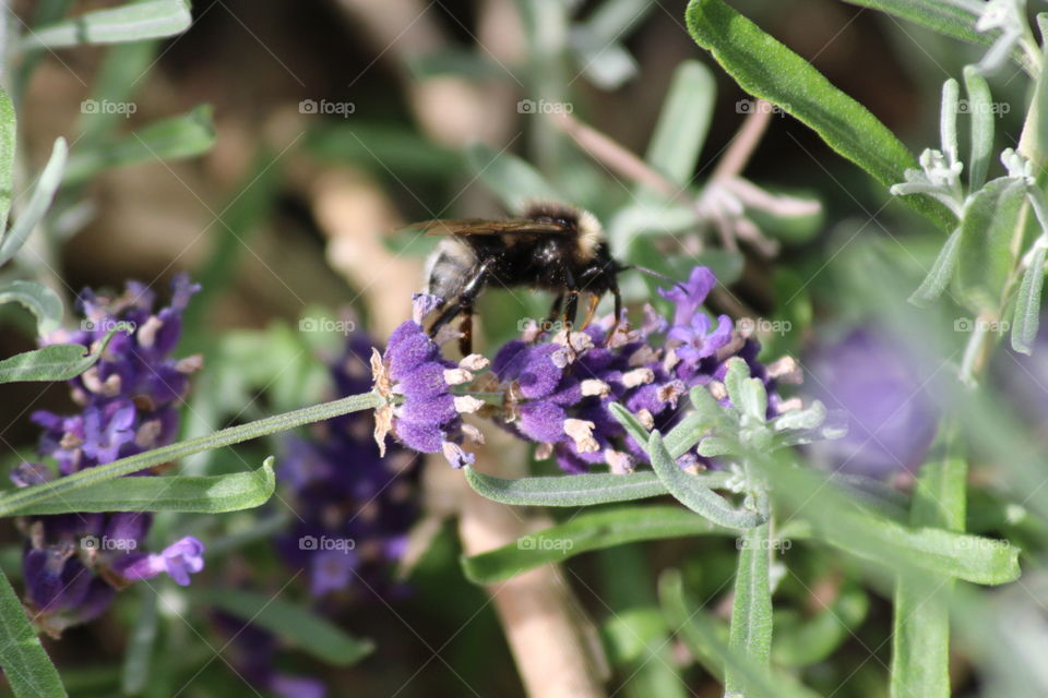 Bumblebee loving lavender