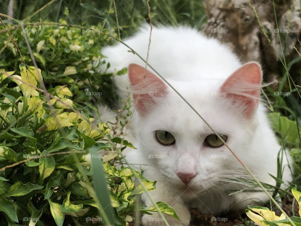 Gato escondido nas folhas