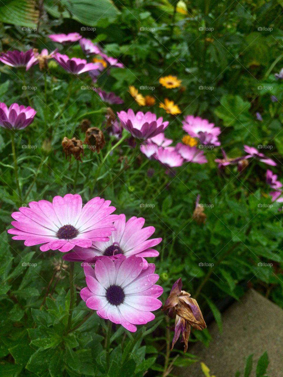 beautiful flowers close up 