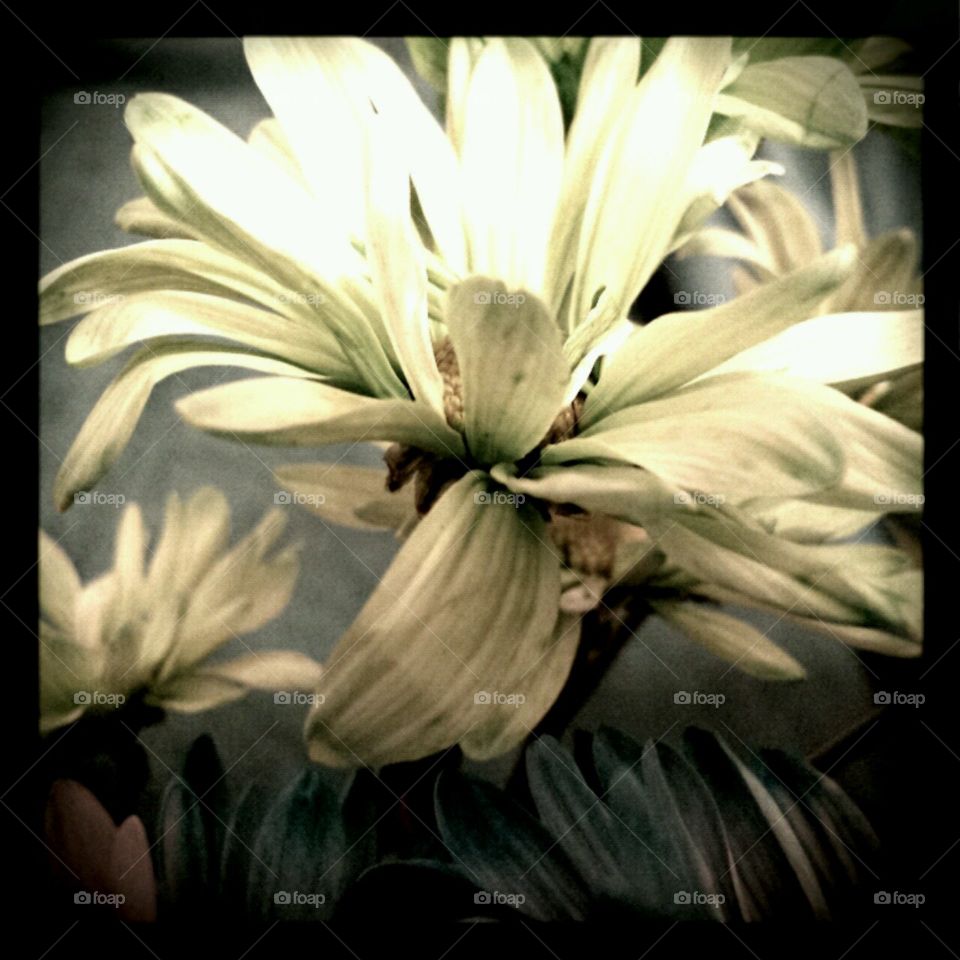 grace. lighting effects