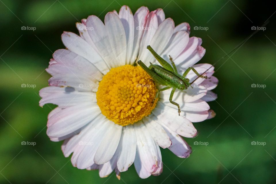 Jump grasser at the daisy flower