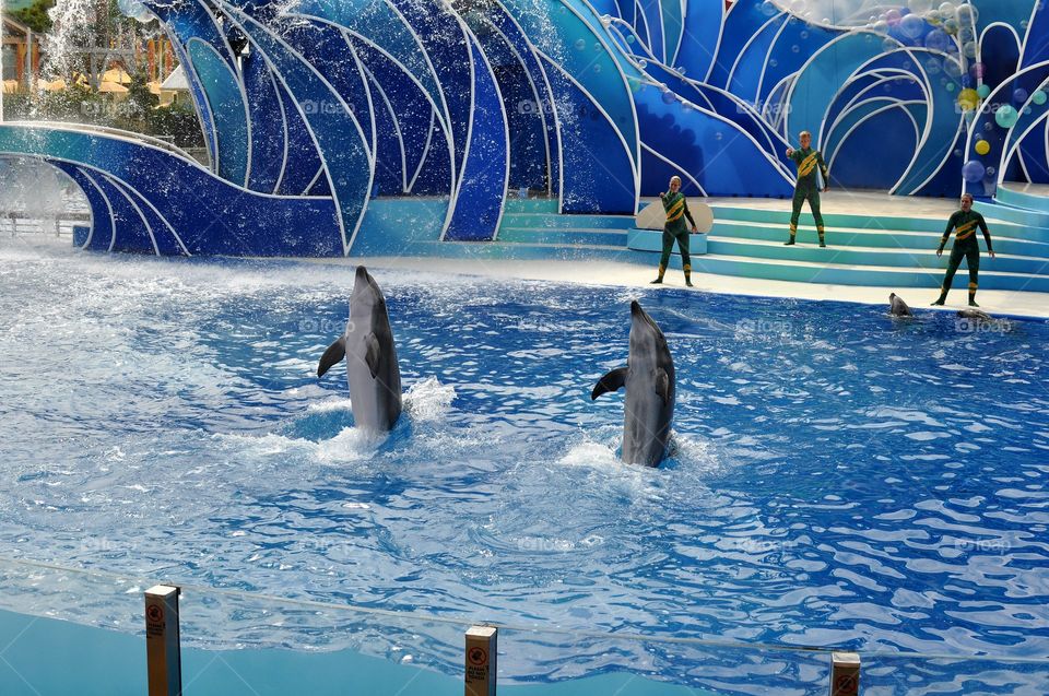 Jumping dolphins