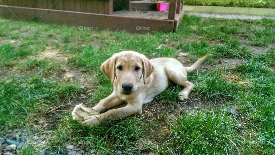 A puppy with a bone