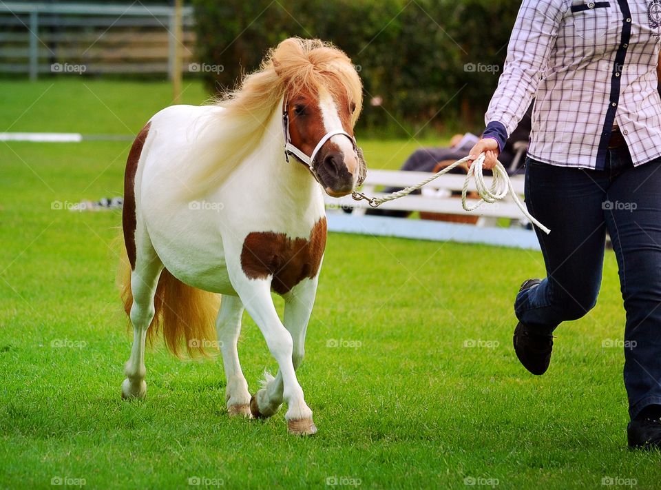 Pinto pony