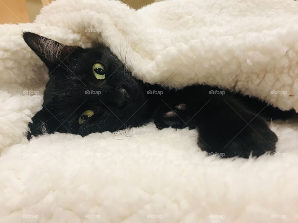 Fun photo with darling black kitty cat laying completely cuddled up in cozy white blanket!! 