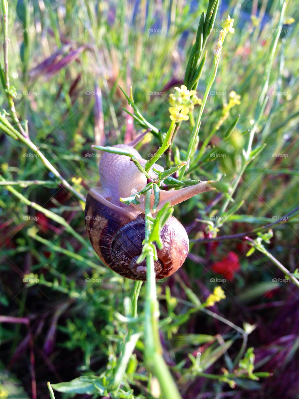 italy nature snail tuscany by cindyhop