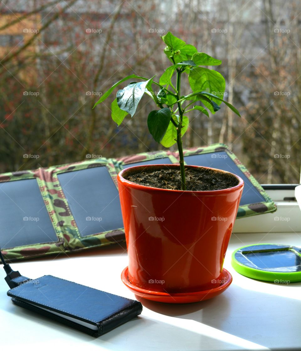 Leaf, No Person, Tea, Flora, Pot