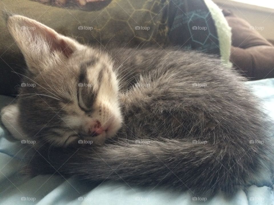 My baby kitten beans, she’s such a beautiful kitten! 